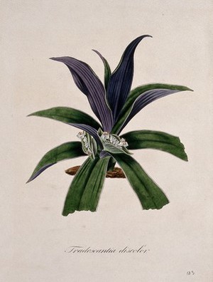view Spiderwort (Tradescantia virginiana): flowering stem. Coloured lithograph.