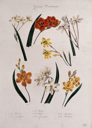 view Seven flowering plants, all species of the genus Tritonia. Coloured lithograph.