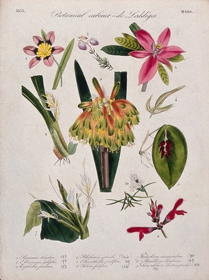 view Nine flowering plants, including two orchids and a kaffir lily (Natal lily, Clivia species). Coloured transfer lithograph, c. 1833.