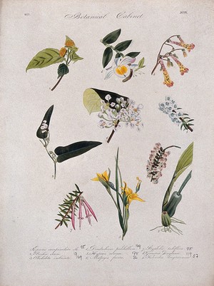 view Nine flowering plants, including two orchids. Coloured transfer lithograph, c. 1833.