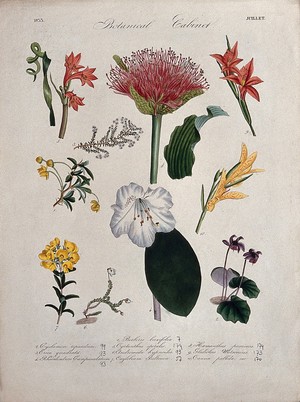 view Ten flowering plants, including a rhododendron and a blood lily (Haemanthus species). Coloured transfer lithograph, c. 1833.