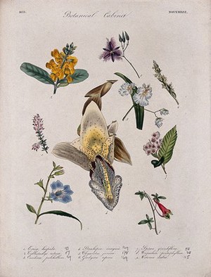 view Nine flowering plants, including three orchids. Coloured transfer lithograph, c. 1833.