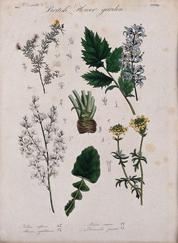 Four British garden plants: flowering stems and floral segments. Coloured etching, c. 1834.