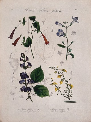 Four British garden plants: flowering stems and floral segments. Coloured etching, c. 1834.