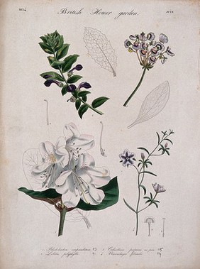 Four British garden plants: flowering stems and floral segments. Coloured etching, c. 1834.