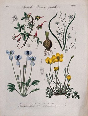 Four British garden plants: flowering stems and floral segments. Coloured etching, c. 1834.