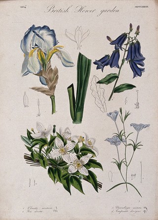 Four British garden plants: flowering stems and floral segments. Coloured etching, c. 1834.