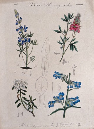 Four British garden plants: flowering stems and floral segments. Coloured etching, c. 1834.