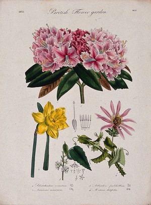 view Four British garden plants, including daffodil and rhododendron: flowering stems and floral segments. Coloured etching, c. 1835.