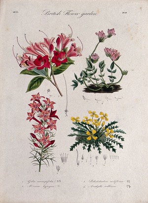 view Four British garden plants, including a rhododendron: flowering stems and floral segments. Coloured etching, c. 1835.
