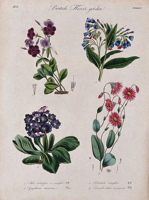 view Four British garden plants, including a phlox: flowering stems and floral segments. Coloured etching, c. 1835.