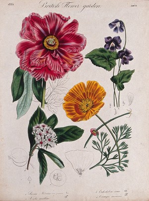 view Four British garden plants, including a paeony and poppy: flowering stems and floral segments. Coloured etching, c. 1835.