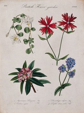 Four British garden plants: flowering stems. Coloured etching, c. 1835.