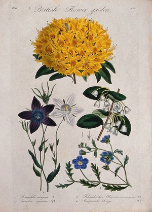 view Four British garden plants, including a rhododendron: flowering stems. Coloured etching, c. 1835.