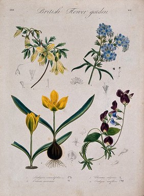 Four British garden plants: flowering stems and floral segments. Coloured etching, c. 1836.