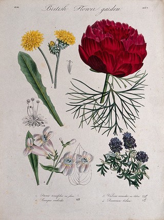 Four British garden plants, including a paeony and penstemon: flowering stems. Coloured etching, c. 1836.