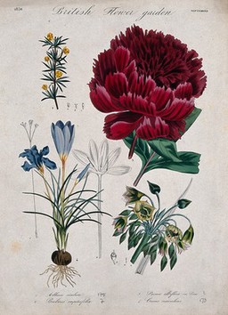 Four British garden plants, including a paeony and crocus: flowering stems. Coloured etching, c. 1836.