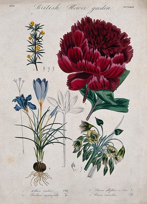 view Four British garden plants, including a paeony and crocus: flowering stems. Coloured etching, c. 1836.