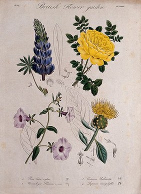 Four British garden plants, including a rose and lupin: flowering stems. Coloured etching, c. 1836.