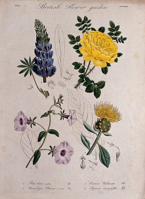 view Four British garden plants, including a rose and lupin: flowering stems. Coloured etching, c. 1836.