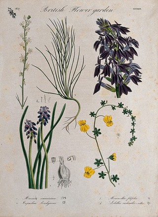 Four British garden plants, including grape hyacinth: flowering stems and floral segments. Coloured etching, c. 1837.