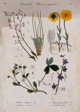 Four British garden plants, including a delphinium: flowering stems and floral segments. Coloured etching, c. 1837.