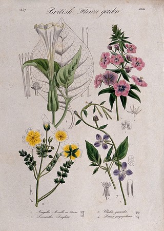 Four British garden plants: flowering stems and floral segments. Coloured etching, c. 1837.