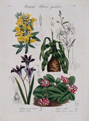 view Four British garden plants: flowering stems and floral segments. Coloured etching, c. 1837.