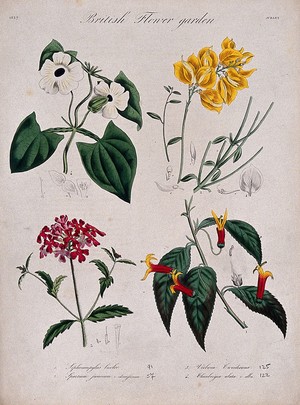 view Four British garden plants: flowering stems and floral segments. Coloured etching, c. 1837.