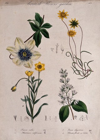 Four British garden plants, including a clematis: flowering stems and floral segments. Coloured etching, c. 1837.