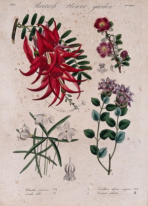 view Four British garden plants, including a glory pea: flowering stems and floral segments. Coloured etching, c. 1837.