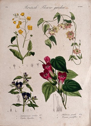 view Four British garden plants: flowering stems and floral segments. Coloured etching, c. 1837.