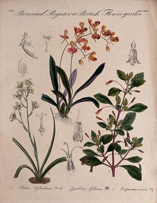 Three British garden plants, including an orchid: flowering stems and floral segments. Coloured etching, c. 1838.