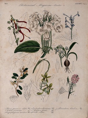 view Seven British garden plants: flowering stems and some floral segments. Coloured etching, c. 1833.