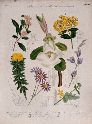 view Seven British garden plants: flowering stems and some floral segments. Coloured etching, c. 1833.