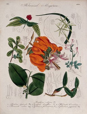 view Seven British garden plants, including a coral tree: flowering stems and some floral segments. Coloured etching, c. 1833.