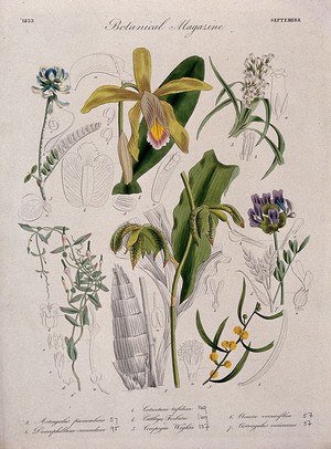 view Seven British garden plants, including two orchids: flowering stems and floral segments. Coloured etching, c. 1833.