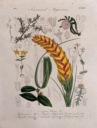 Seven British garden plants: flowering stems and floral segments. Coloured etching, c. 1833.