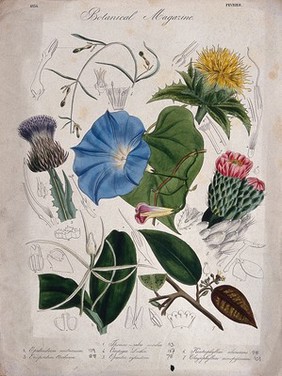 Seven garden plants, including a hèavenly blue' ipomoea: flowering stems and floral segments. Coloured etching, c. 1834.