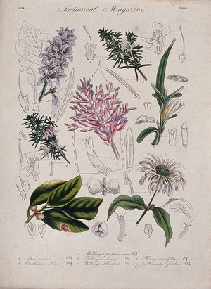 view Seven garden plants: flowering stems and floral segments. Coloured etching, c. 1834.