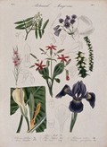 view Seven garden plants, including an iris: flowering stems and floral segments. Coloured etching, c. 1834.