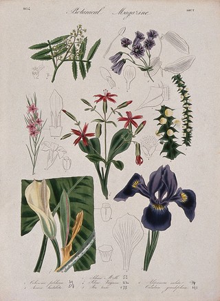 Seven garden plants, including an iris: flowering stems and floral segments. Coloured etching, c. 1834.