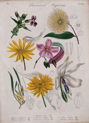 view Seven garden plants, including an orchid: flowering stems and floral segments. Coloured etching, c. 1834.