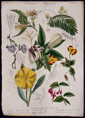 view Seven garden plants, including a fuchsia and monkey flower: flowering stems and floral segments. Coloured etching, c. 1834.