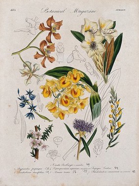 Seven garden plants, including two orchids and a rhododendron: flowering stems and floral segments. Coloured etching, c. 1835.