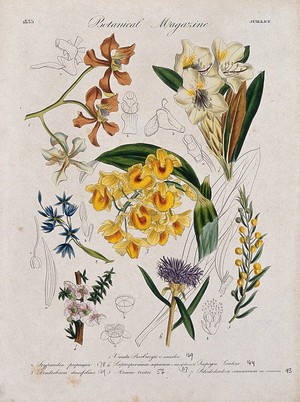 view Seven garden plants, including two orchids and a rhododendron: flowering stems and floral segments. Coloured etching, c. 1835.