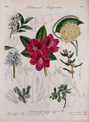 view Seven garden plants, including an orchid and a rhododendron: flowering stems and floral segments. Coloured etching, c. 1835.