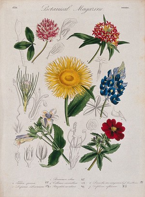 view Seven garden plants, including a lupin and buffalo clover: flowering stems and floral segments. Coloured etching, c. 1836.