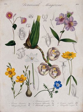 Seven garden plants, including an orchid (Peristeria pendula): flowering stems and floral segments. Coloured etching, c. 1836.