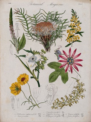 Seven garden plants, including an orchid and a passion flower: flowering stems and floral segments. Coloured etching, c. 1836.